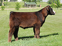 steer sired by Grizzly